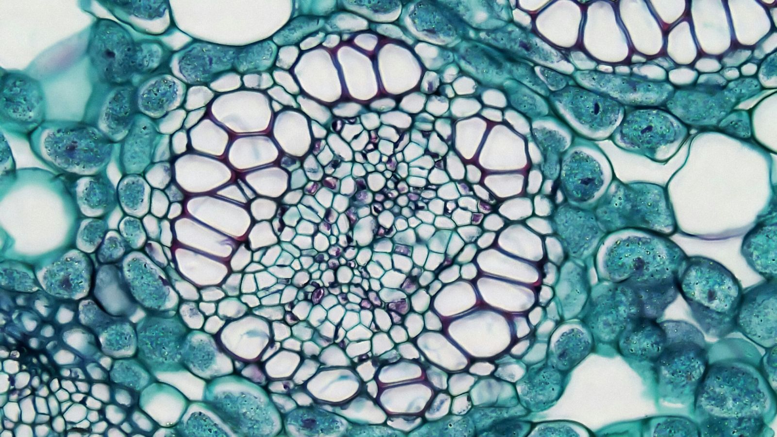 high-dimensional-flow-cytometry