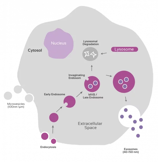 Exosome Biogenesis Graphical Representation