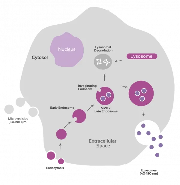 Exosome Biogenesis Graphical Representation
