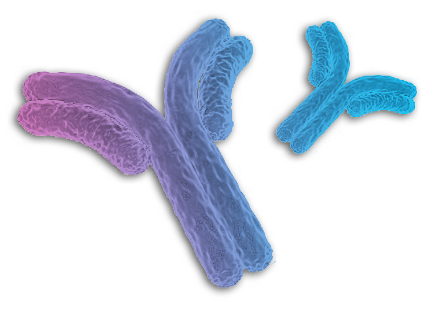 Monoclonal & Polyclonal Antibody Development Services